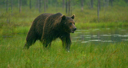 Close-up of large adult brown bear walking free in the forest at night
