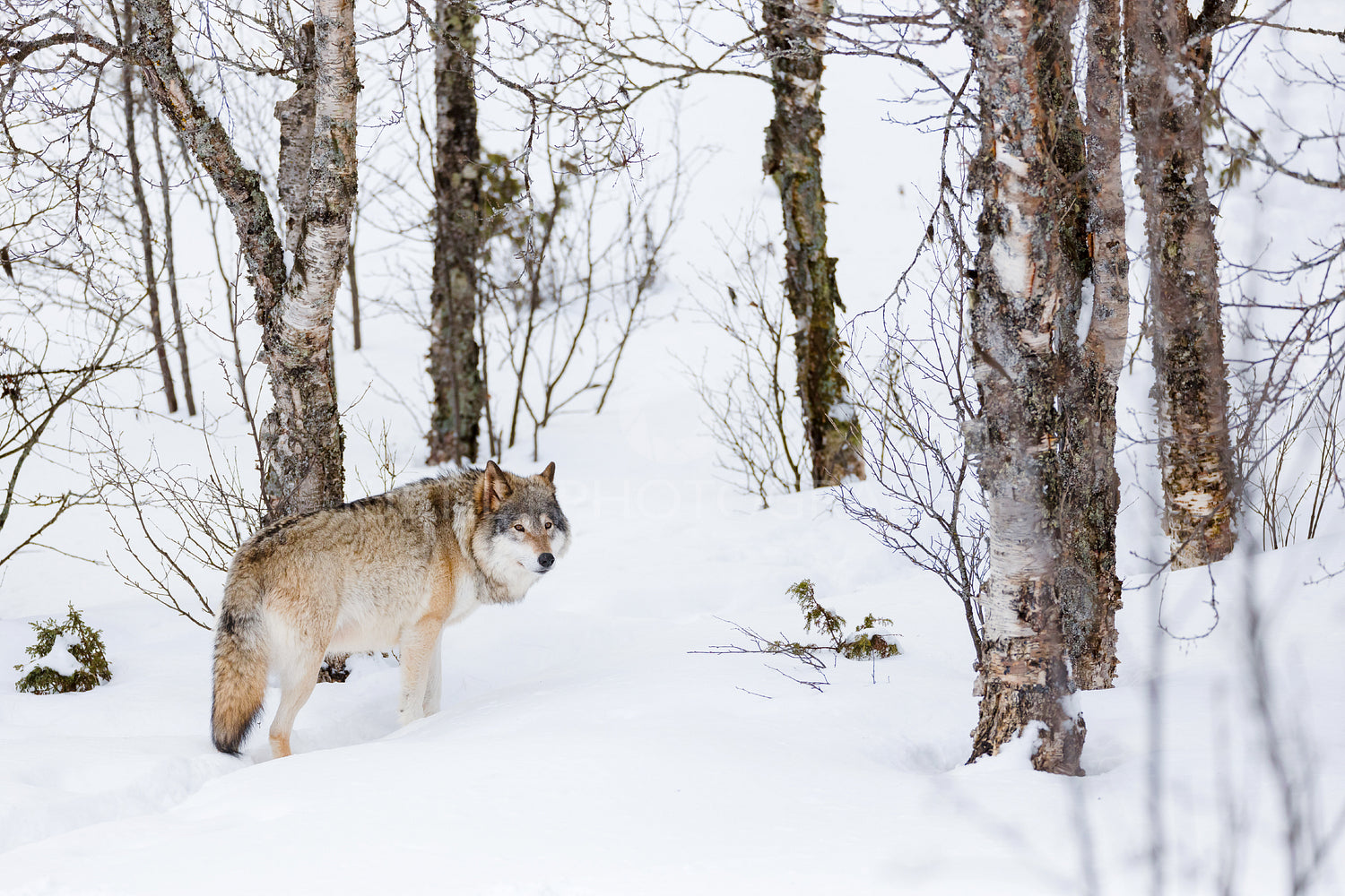 Canis Lupus standing amidst bare trees on snow
