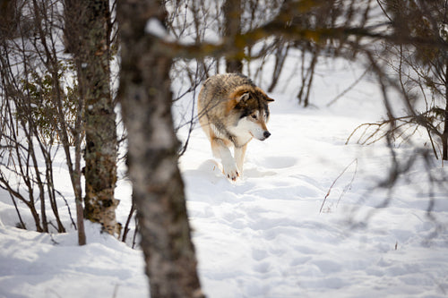 Wolf walking through bare trees on snow in nature
