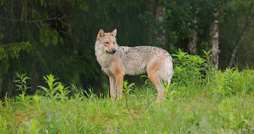 Large female grey wolf standing at the grass in the forest