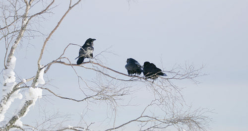 Close-up of three crows sitting in a tree high up in the mountain at winter