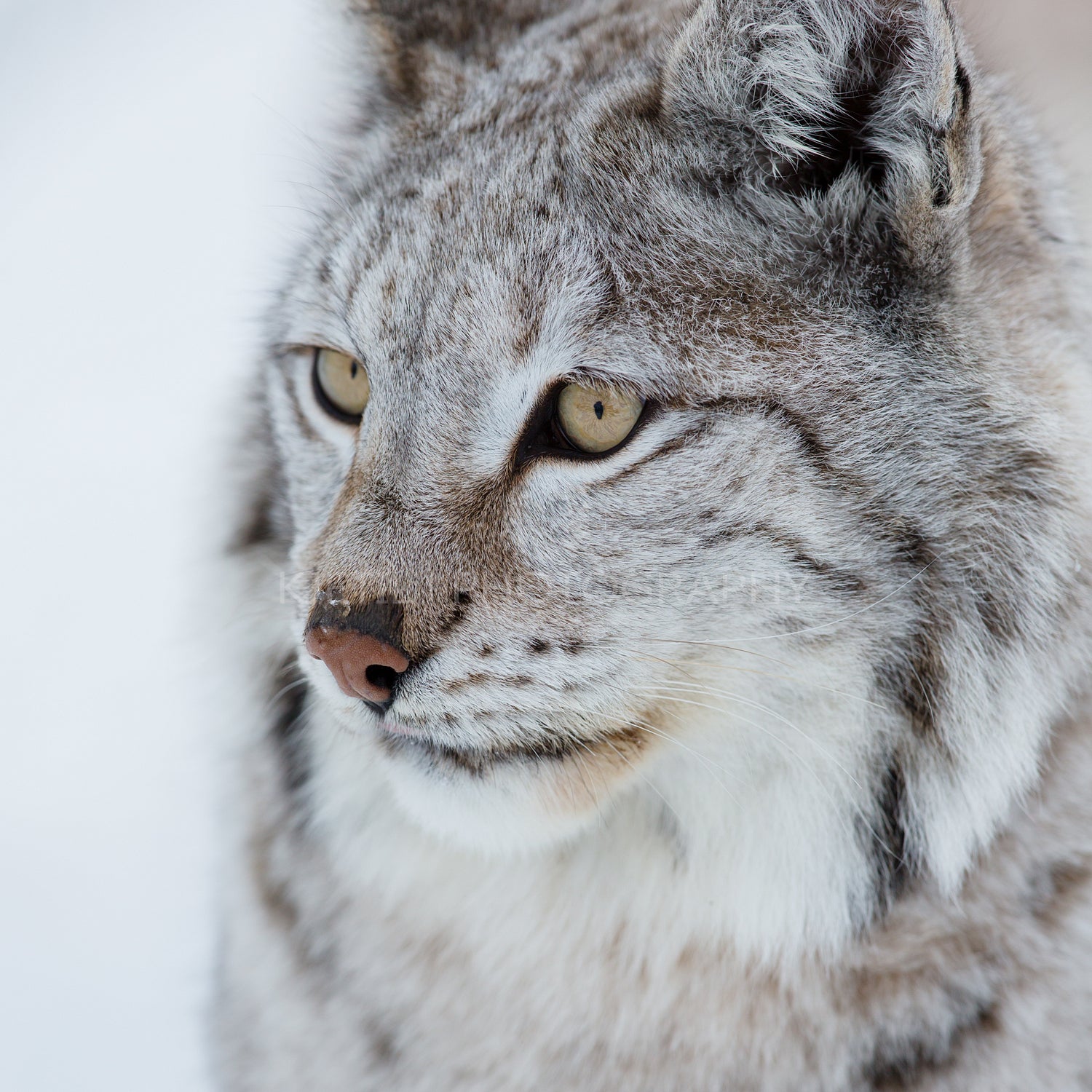 Close up of a lynx