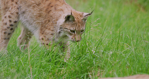 Close-up of european lynx playing in the forest
