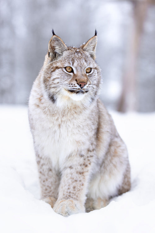 Beautiful young lynx cub sits in the cold snow