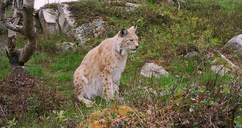 Close-up of a european lynx sits in the forest at summer