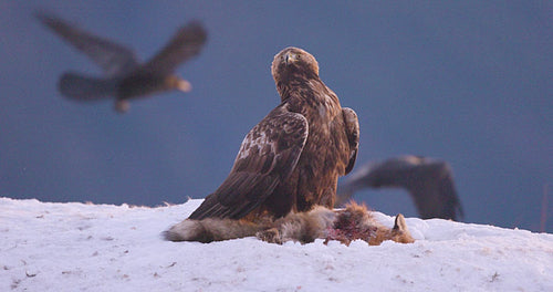 Brutal fight between two angry eagles over food in the mountains at winter