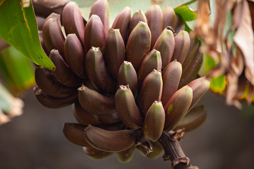 Close-Up Of Fresh Organic Red Banana's Bunch