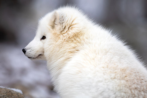 Close-up of arctic fox in white winter coat sitting