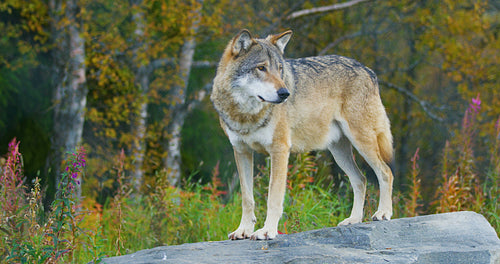 Adult grey wolf standing on a rock in the forest
