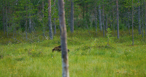 Adult wild wolverine walking free in the forest