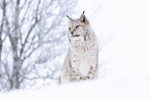 Beautiful lynx cat sitting on a hill top in the cold winter forest snow