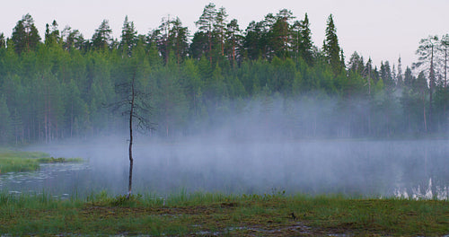 Beautiful foggy lake in lush finnish forest in the morning