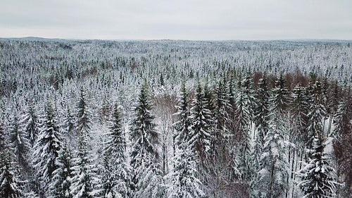 Flying fast above large forest in the cold winter