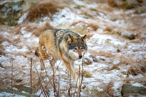 Beautiful wolf walking in the forest in early winter