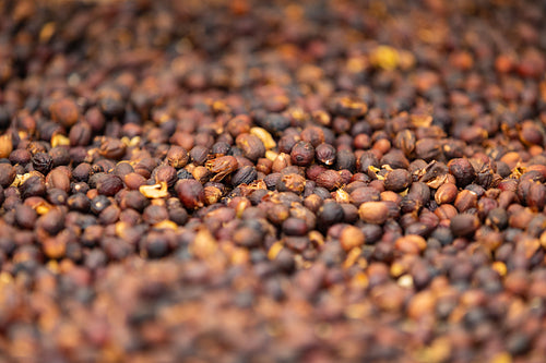 Close-up of Raw Coffee Beans Drying In Crate
