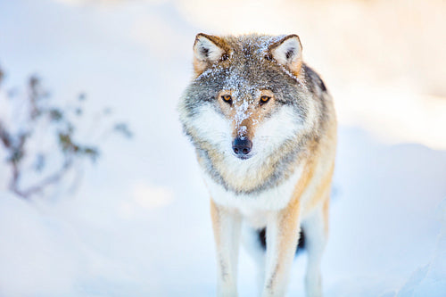 Wolf stands in beautiful and cold winter forest