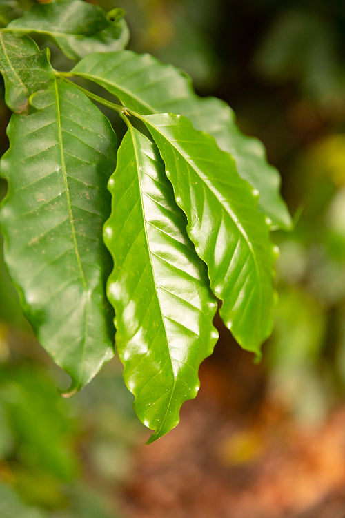 Close-up of a Leaf at Organic Coffee Fruits Plant In Farm