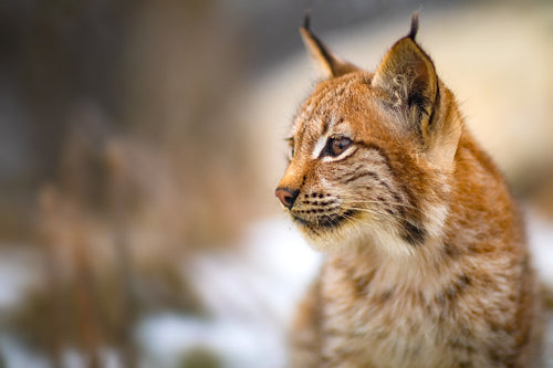 Close-up of eurasian lynx in the forest at early winter