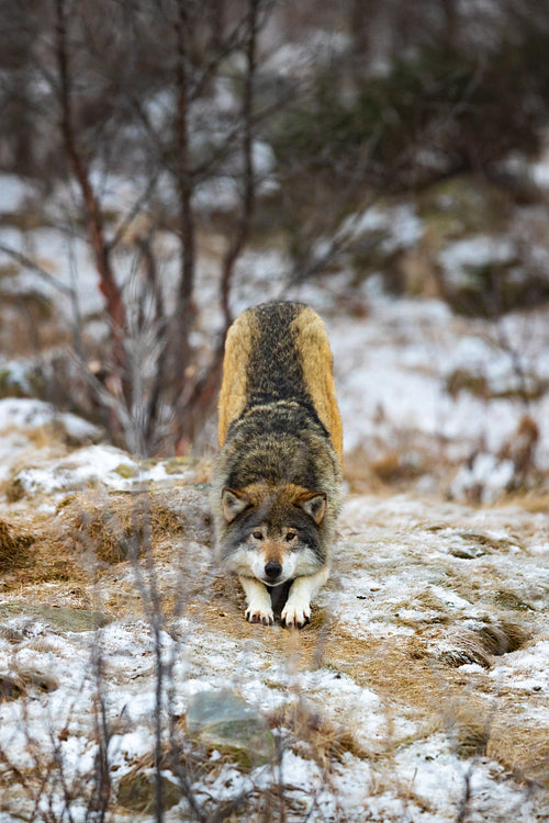 Adult male wolf strecthing in the forest in early winter