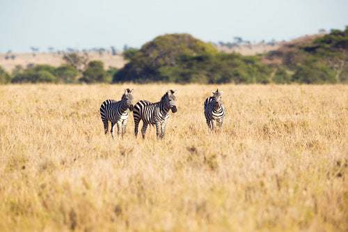 Zebras in Serengeti