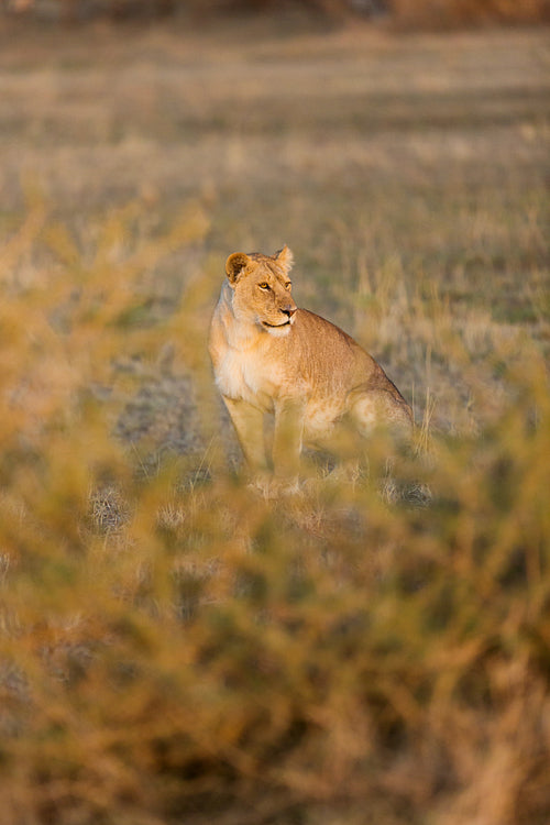 Lion in Serengeti