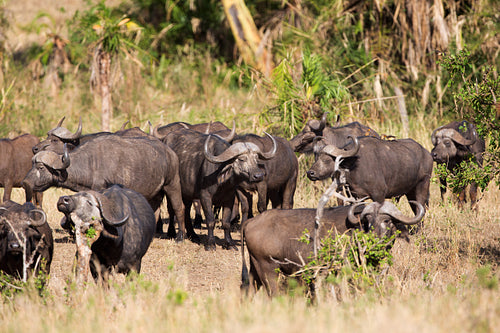Buffalo in Africa