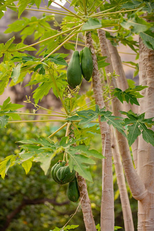 Fresh Green Papaya Tree Growing in Plantation