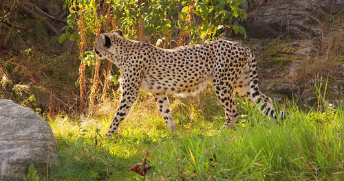 Alert adult cheetah walking in the shadows on a grassy field