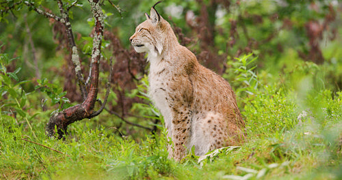 Eurasian lynx sitting on grass and looking at camera