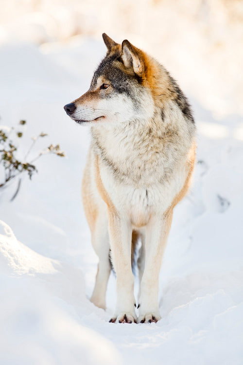 Beautiful wolf standing in the snow