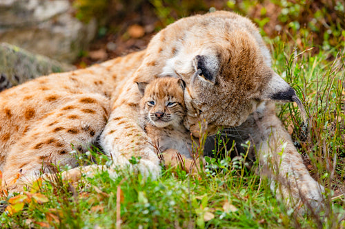 Caring lynx mother and her cute young cub in the grass