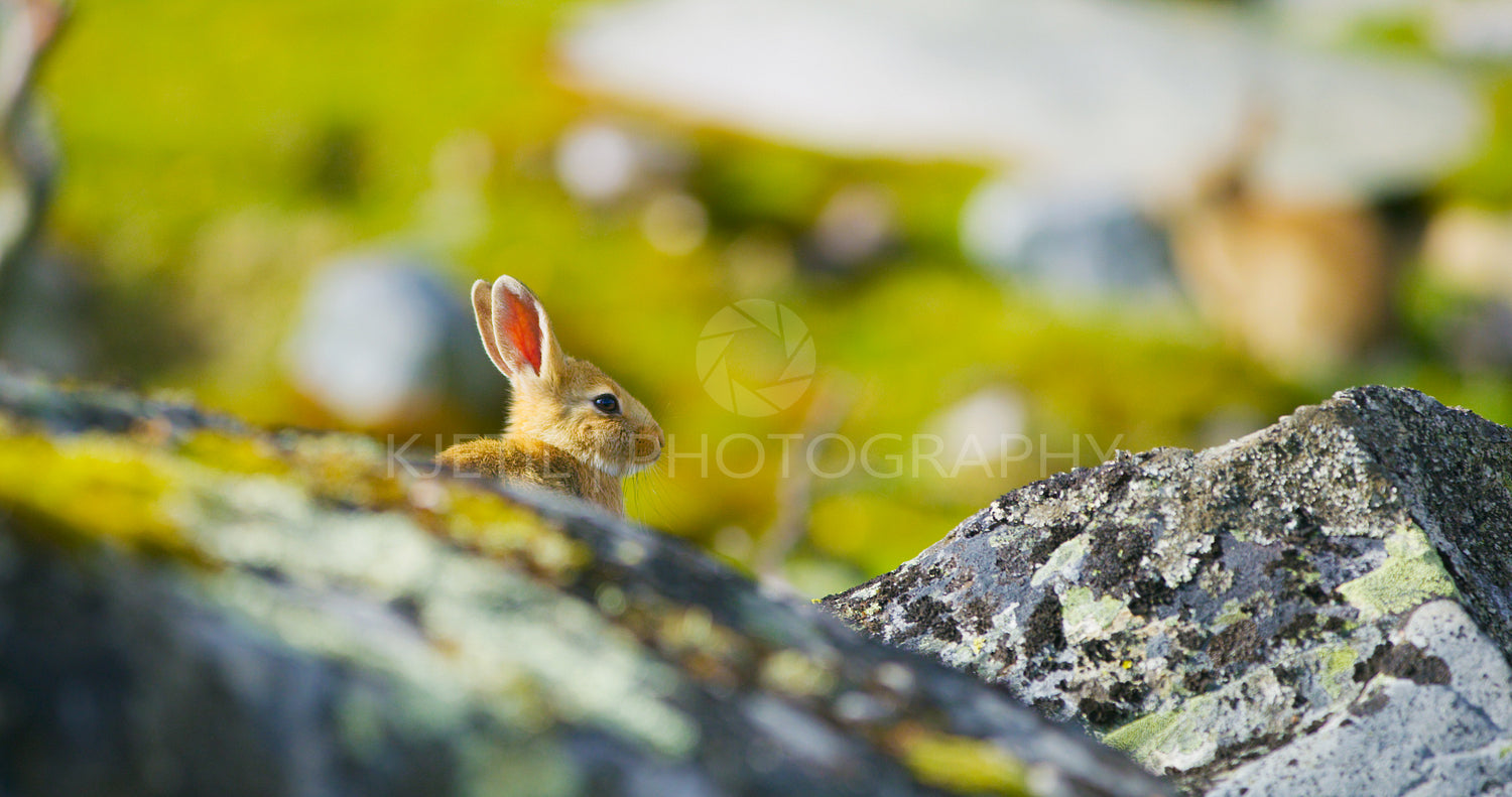 Cute rabbit in fall sitting in the grass behind rocks.