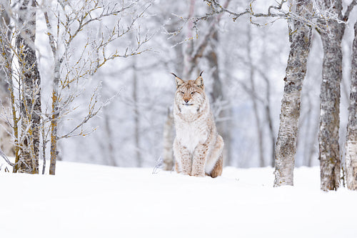 Confident lynx cat sitting in beautiful winter forest