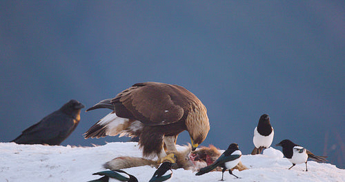 Large golden eagle eating on dead fox in the mountains at winter