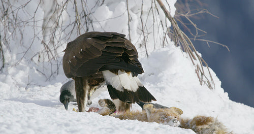 Close-up of a aggressive golden eagle scaring away crows and magpies from prey at mountain in the winter