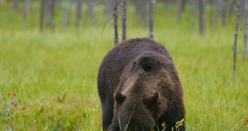 Big adult brown bear eats while birds fly around in the forest