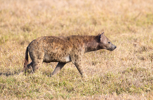 Hyena walks alone in Africa