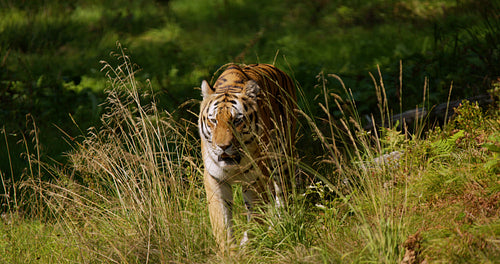 Tiger walking against camera at grass in the forest