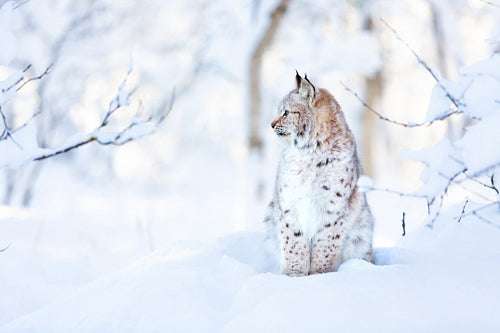 Eurasian Lynx Sitting in Snowy Scandinavian Forest