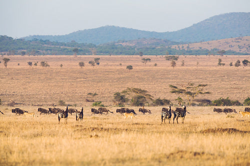 Animals in Serengeti