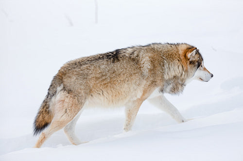 Canis Lupus strolling on snow in nature
