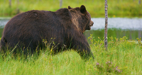 Close-up of big adult brown bear walking in the forest