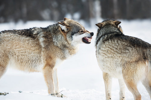 Angry wolves