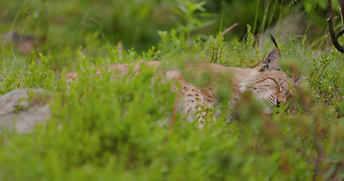 Sleeping lynx in a grassy and green area