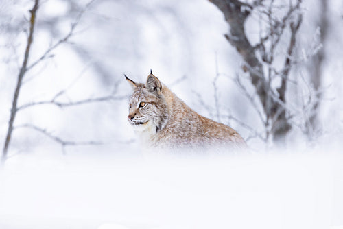 Portrait of a lynx cat sitting in the beautiful winter forest snow