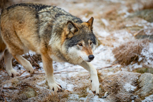 Close-up of wolf running in the forest in early winter