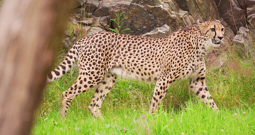 Cheetah looking around while walking in forest