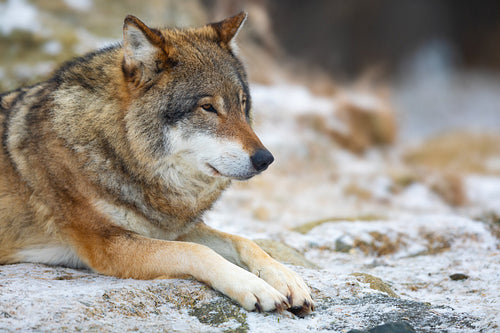 Adult male wolf rests in the forest in early winter