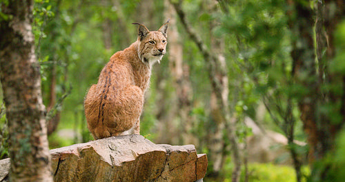 Wild eurasian lynx yawning and sitting on a mossy rock in a forest