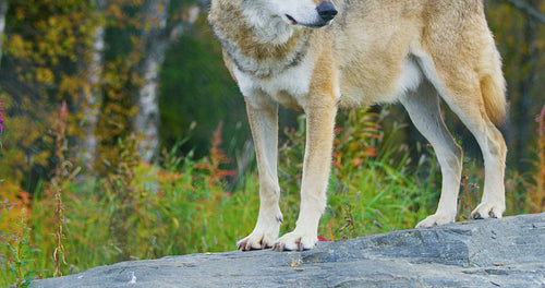 Close-up of a adult grey wolf standing on a rock in the forest